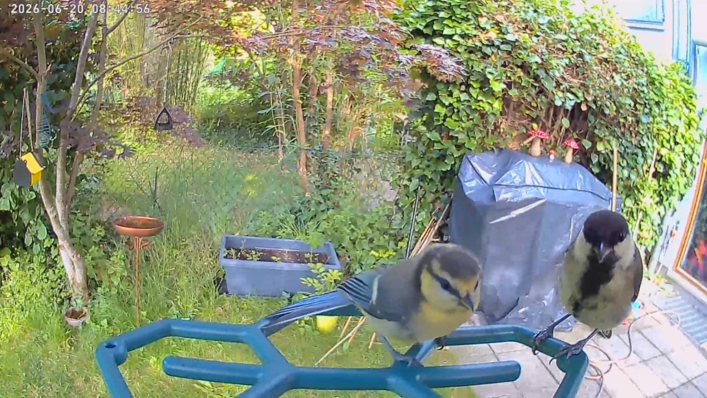 JOOAN Solar Smart Bird Feeder with 2K Camera & Live App View